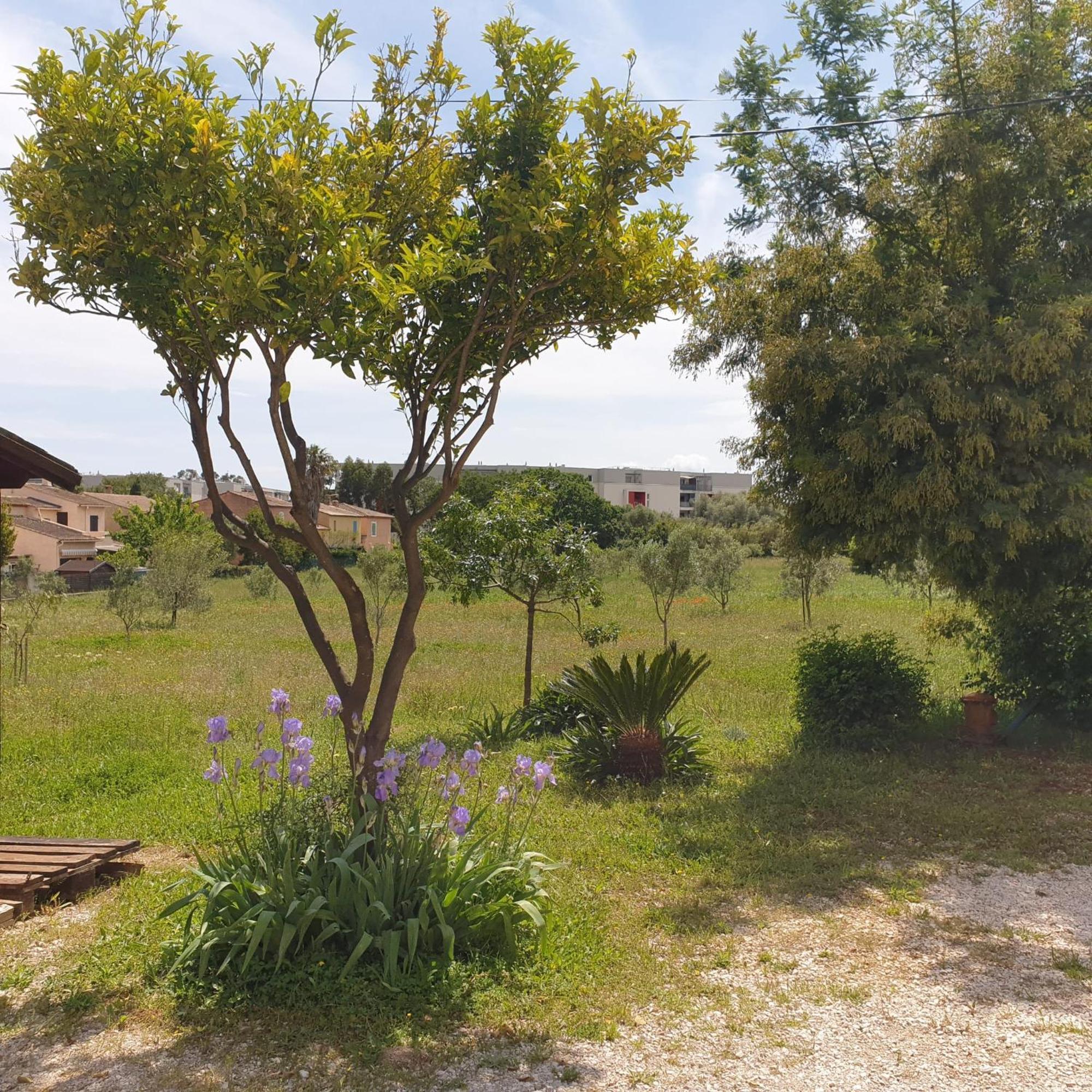 L'Oliveraie Hyères Esterno foto